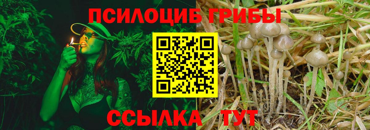 Кондопога  Галлюциногенные грибы Cubensis  как найти   Вход с VPN 